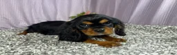 Cavalier King Charles Spaniel dogs for sale: Cavalier King Charles Spaniel 1 - Ad 6