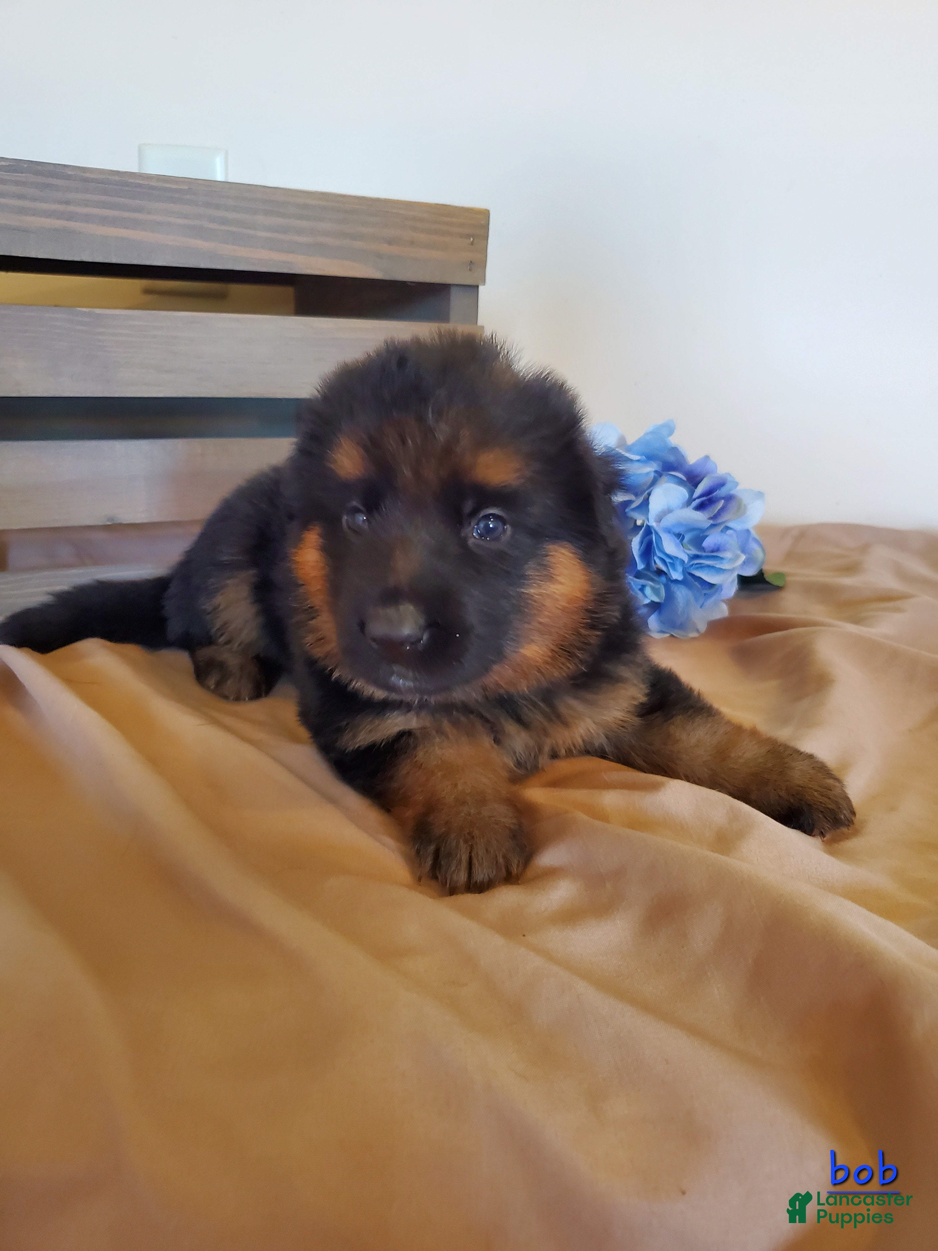 German Shepherd dogs Bob - Ad 2