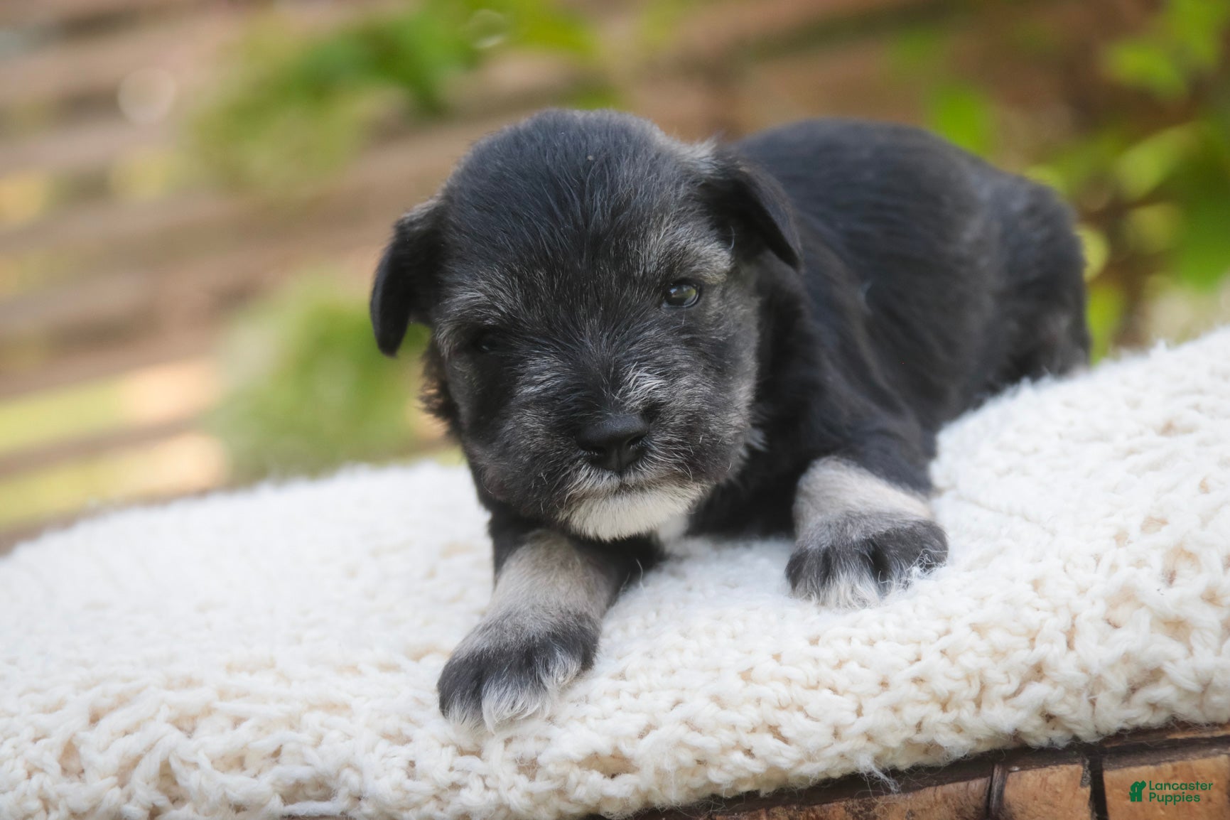 Miniature Schnauzer dogs Annabelle Miniature Schnauzer  - Ad 1