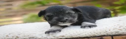 Miniature Schnauzer dogs for sale: Annabelle Miniature Schnauzer  - Ad 1