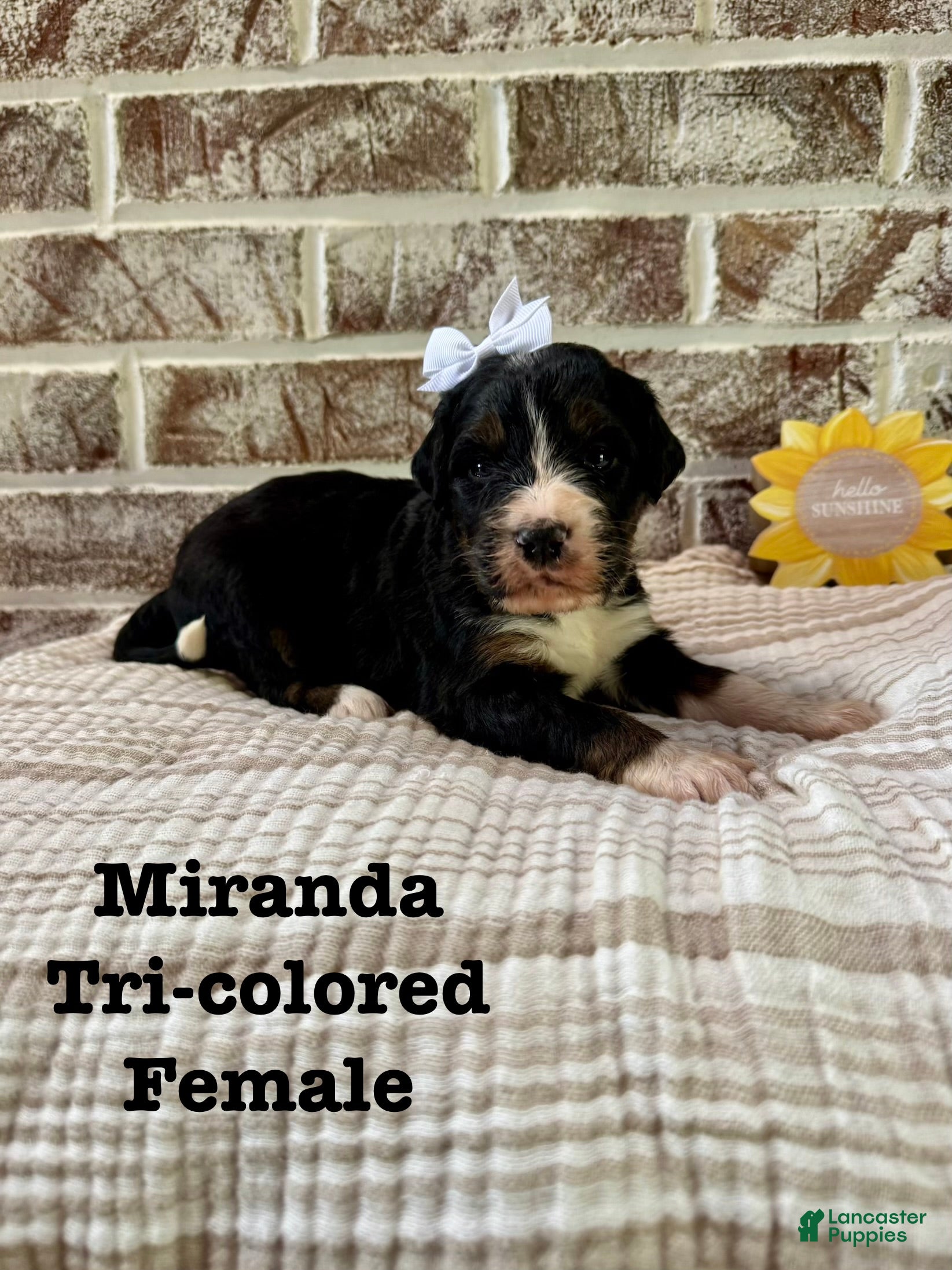 Bernedoodle dogs Miranda - Ad 41