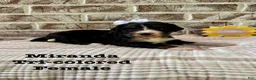 Bernedoodle dogs for sale: Miranda - Ad 4