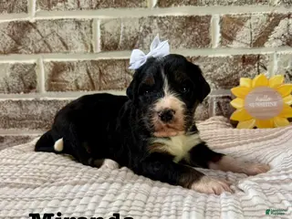 Bernedoodle dogs Miranda - Ad 41
