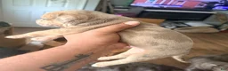 Mixed Breed dogs for sale: chips - Ad 4