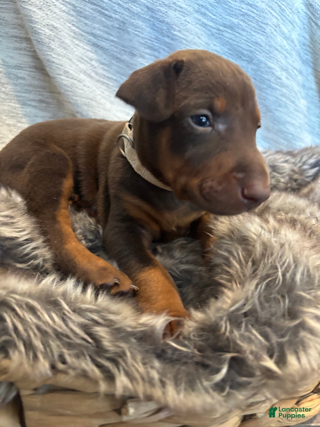 Doberman Pinscher dogs for sale: Nala  - Ad 2