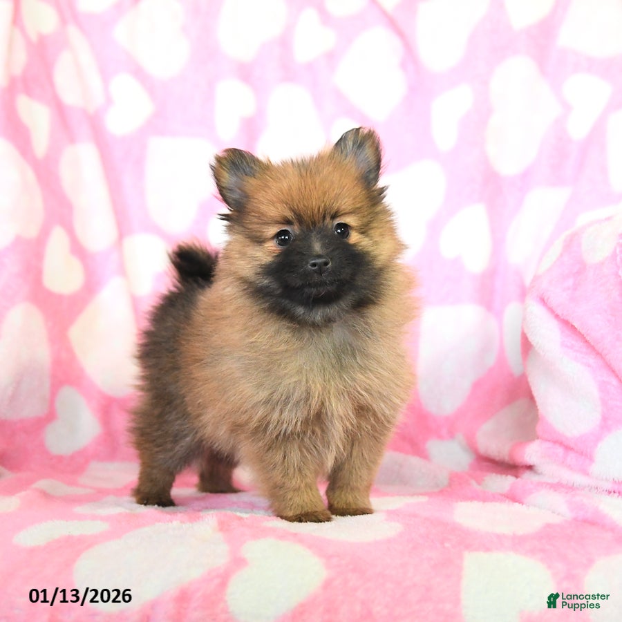 Pomeranian dogs Faith - Ad 34