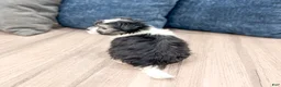 Havanese dogs for sale: Hugo - Ad 5