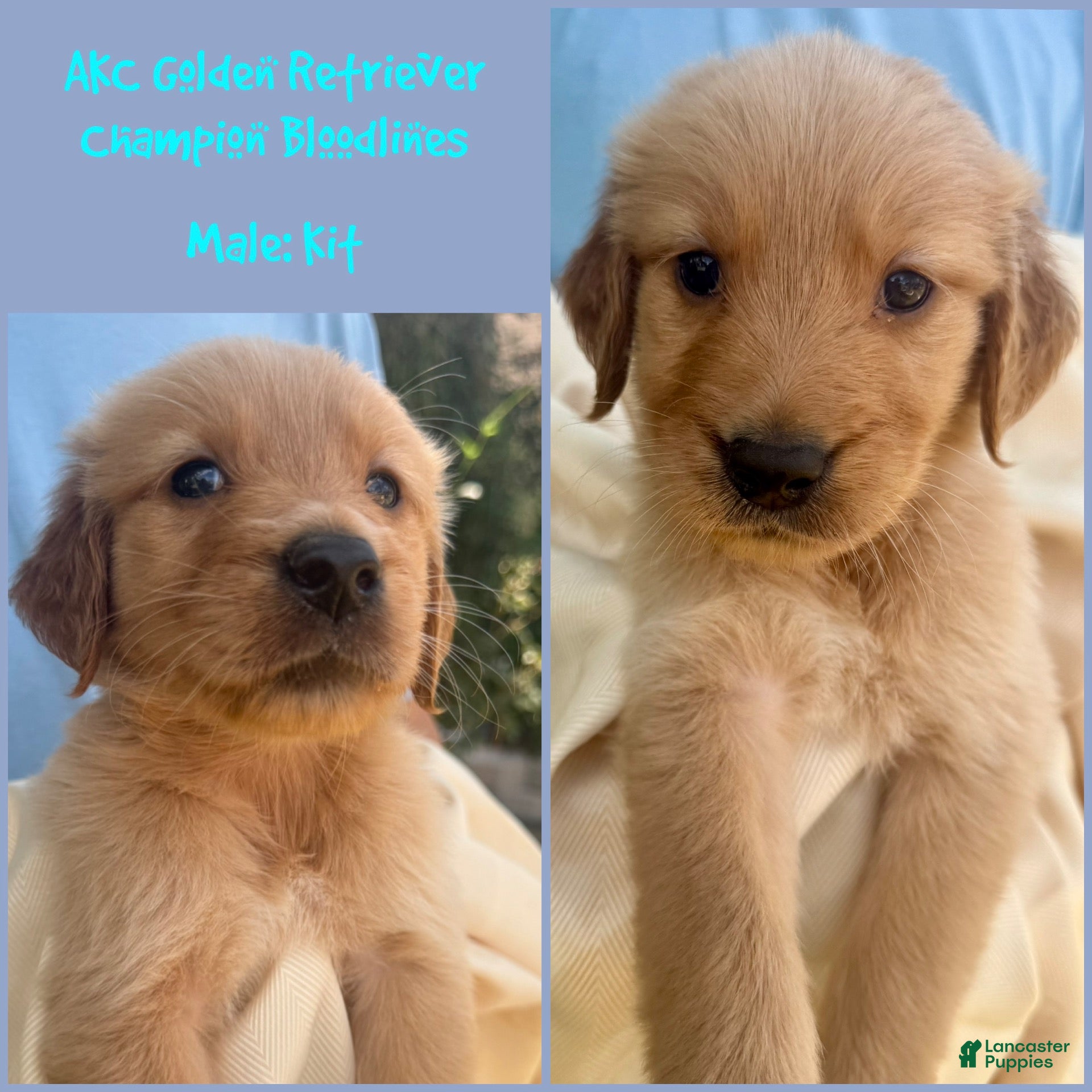 Golden Retriever dogs Kit - Ad 1