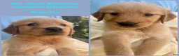 Golden Retriever dogs for sale: Kit - Ad 1