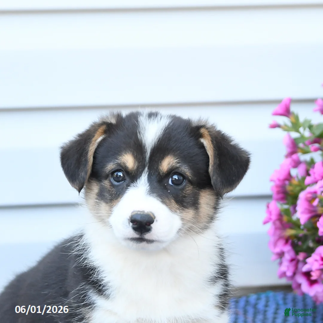 Welsh Corgi Pembroke dogs for sale: Jasper - Ad 5