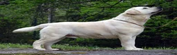 Labrador Retriever dogs for stud: Ukrainian Import Yellow Stud - Ad 2