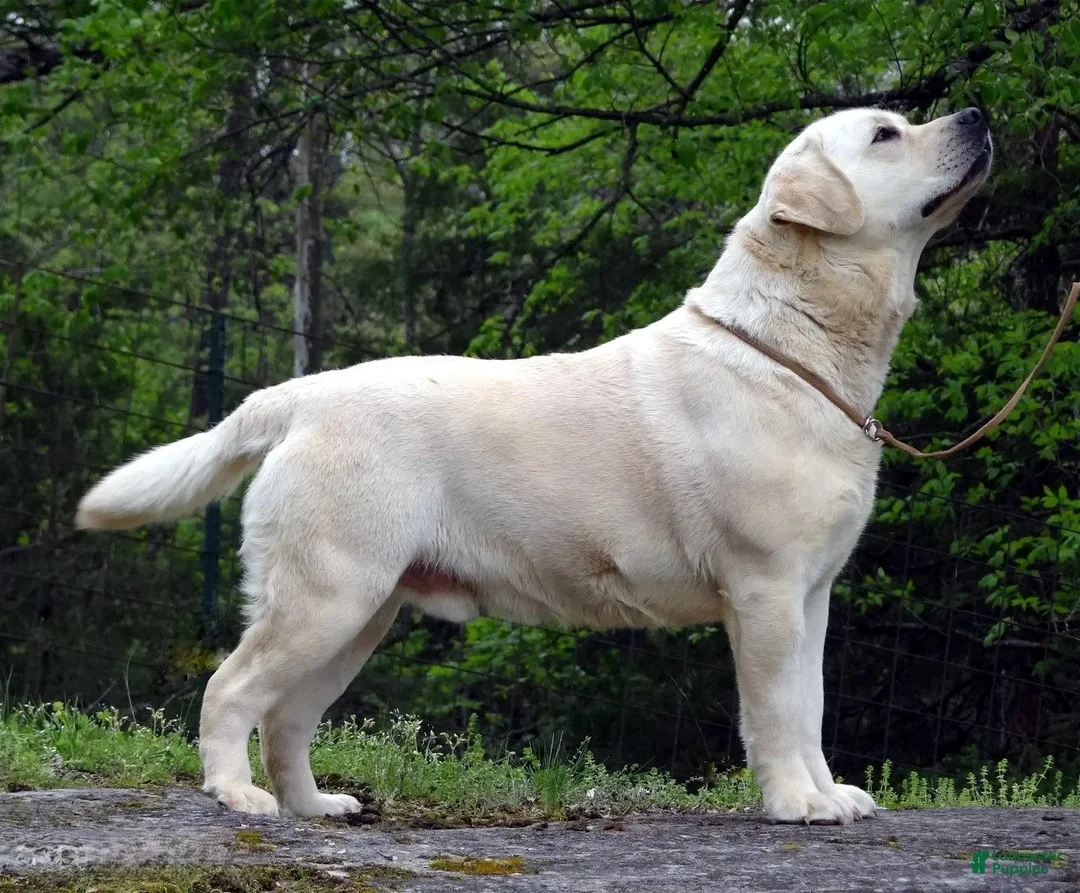 Labrador Retriever dogs for stud: Ukrainian Import Yellow Stud - Ad 2