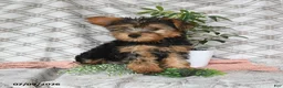Yorkshire Terrier dogs for sale: Victor - Ad 3
