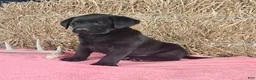 Labrador Retriever dogs for sale: Ashley - Ad 5