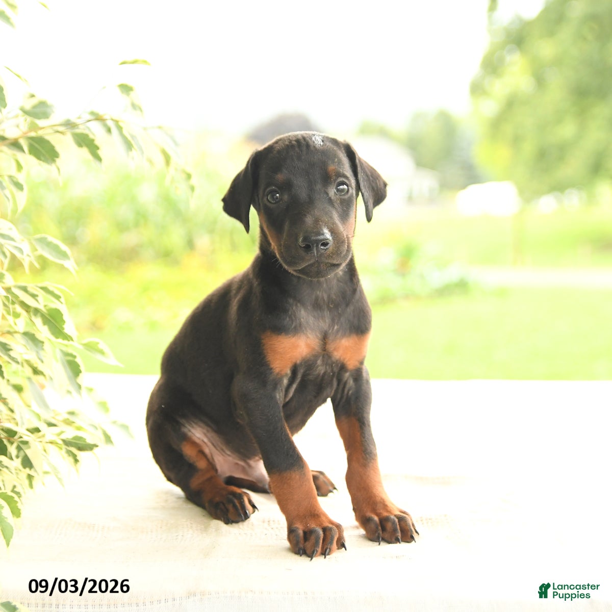 Doberman Pinscher dogs Arizona - Ad 1