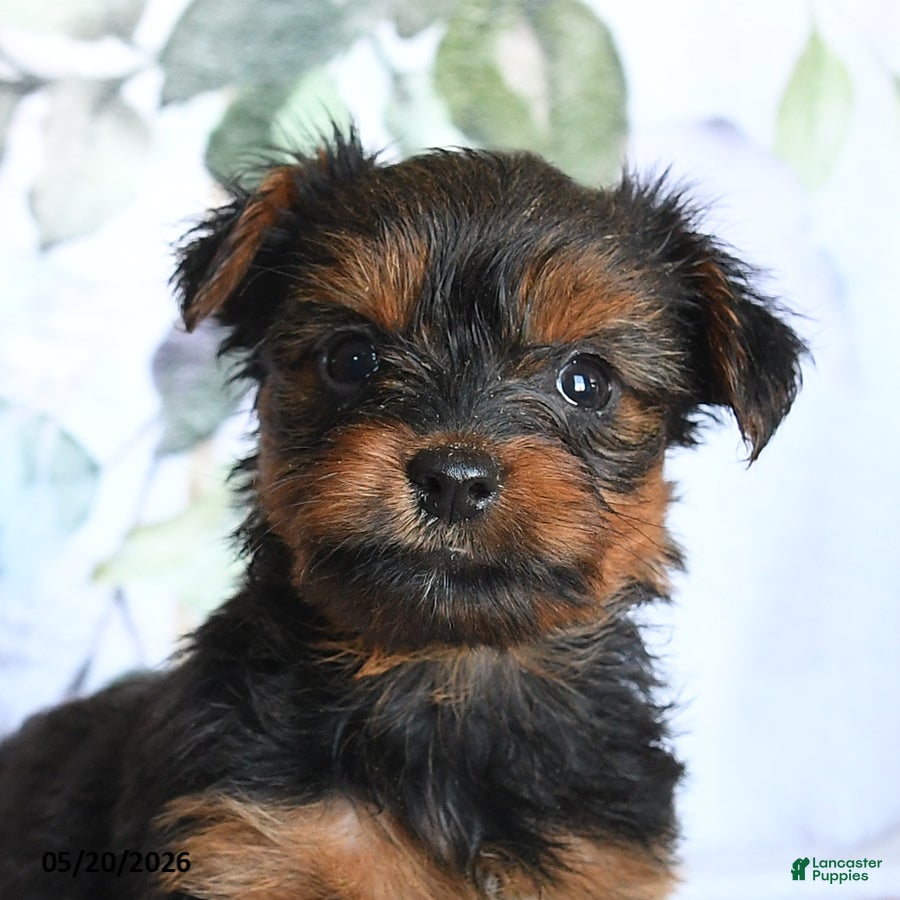 Yorkshire Terrier dogs Lance  - Ad 2
