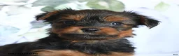 Yorkshire Terrier dogs for sale: Lance  - Ad 2