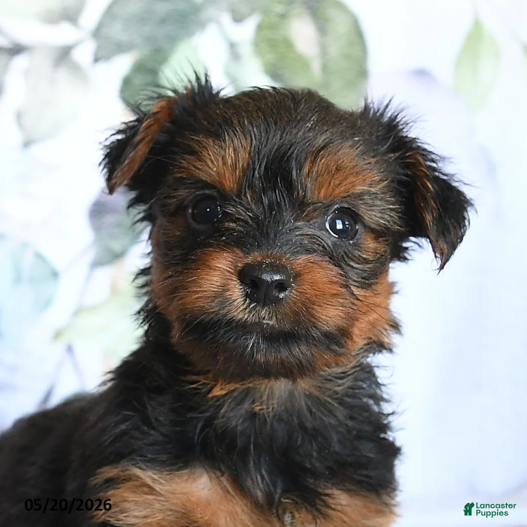 Yorkshire Terrier dogs for sale: Lance  - Ad 2