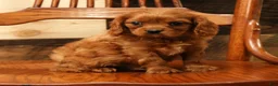 Cavapoo dogs for sale: BJ - Ad 8