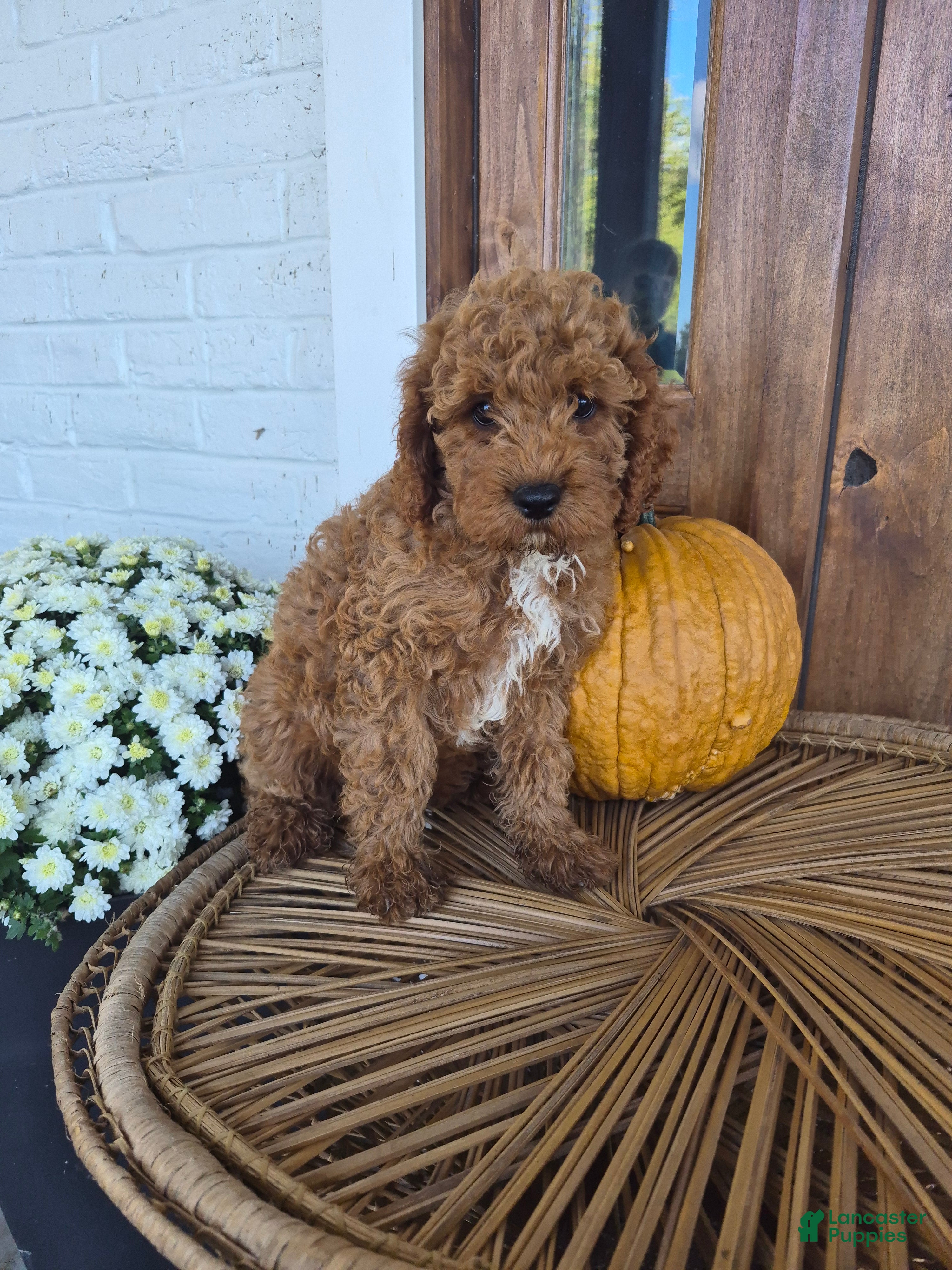 Cavapoo dogs Chester - Ad 1