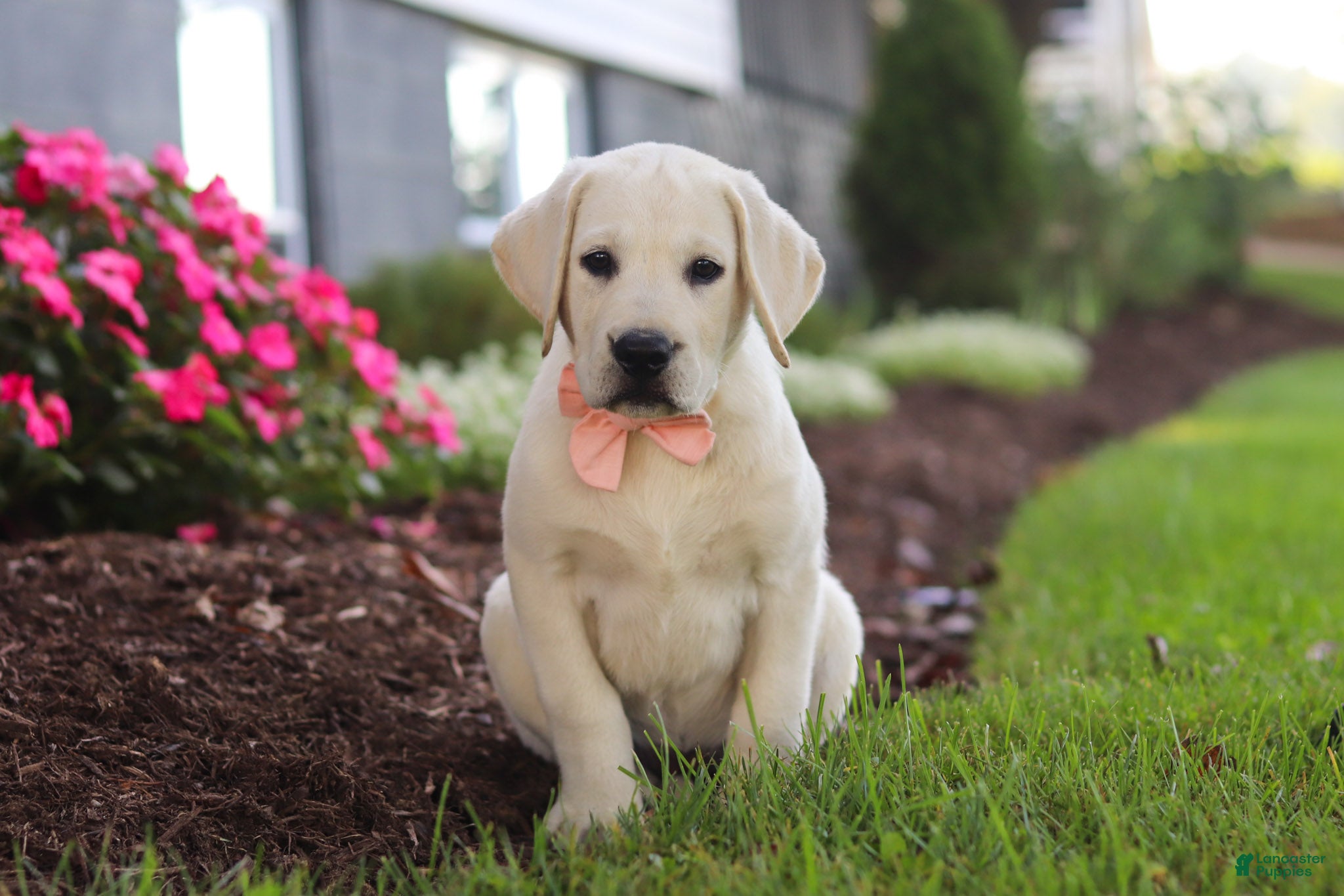 Labrador Retriever dogs Barbie - Ad 2
