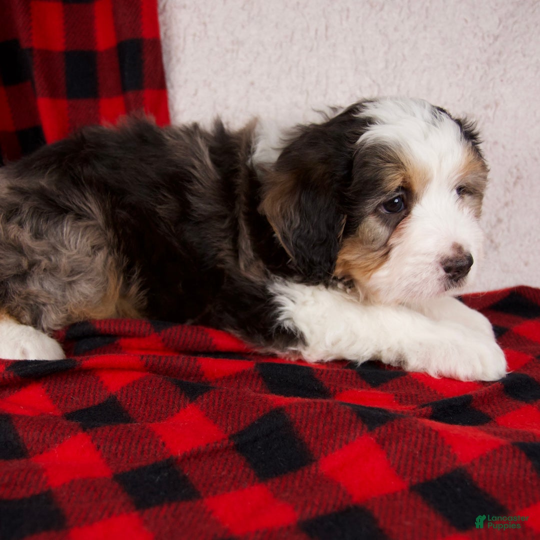 Mini Bernedoodle dogs for sale: Jolly Boy *Potty Training* - Ad 10