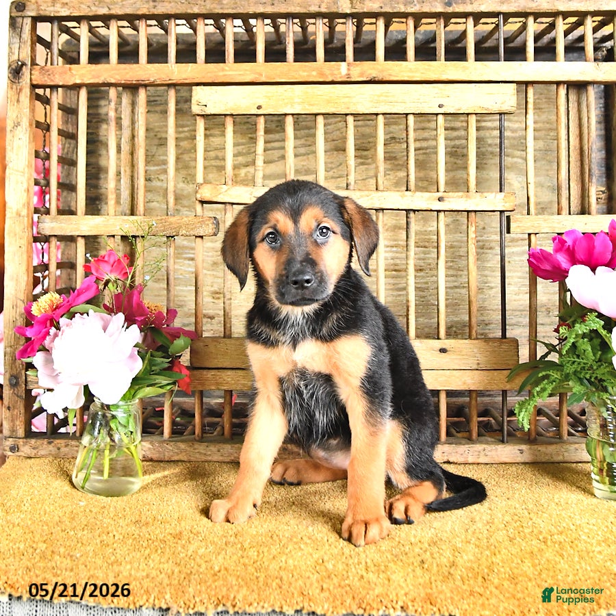 Golden Shepherd dogs Ruby - Ad 1