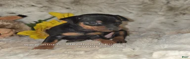 AKC Rose