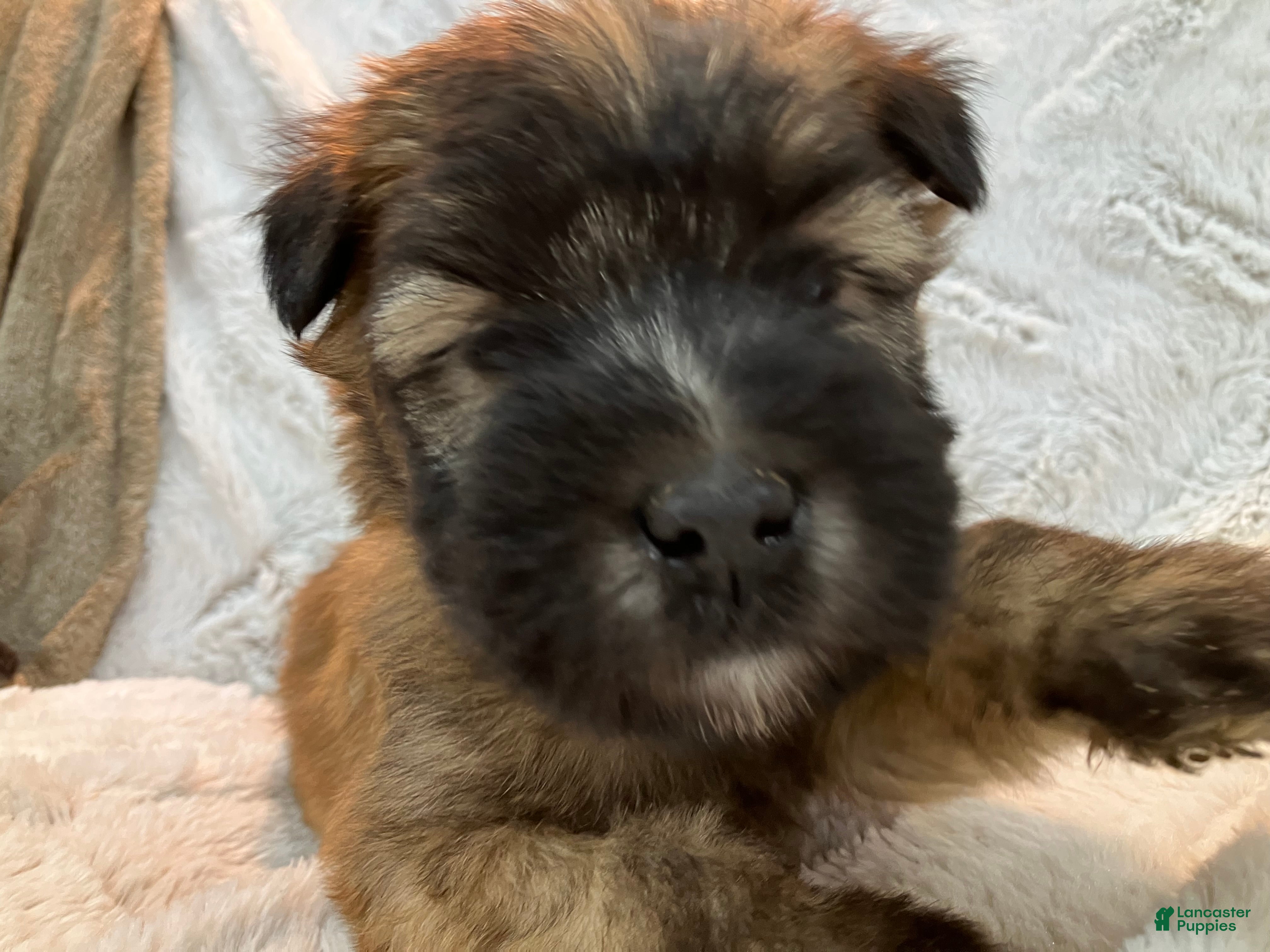 Soft Coated Wheaten Terrier dogs Soft Coated Wheaten Terrier Puppy 1 - Ad 5