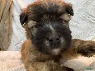 Soft Coated Wheaten Terrier dogs Soft Coated Wheaten Terrier Puppy 1 - Ad 5