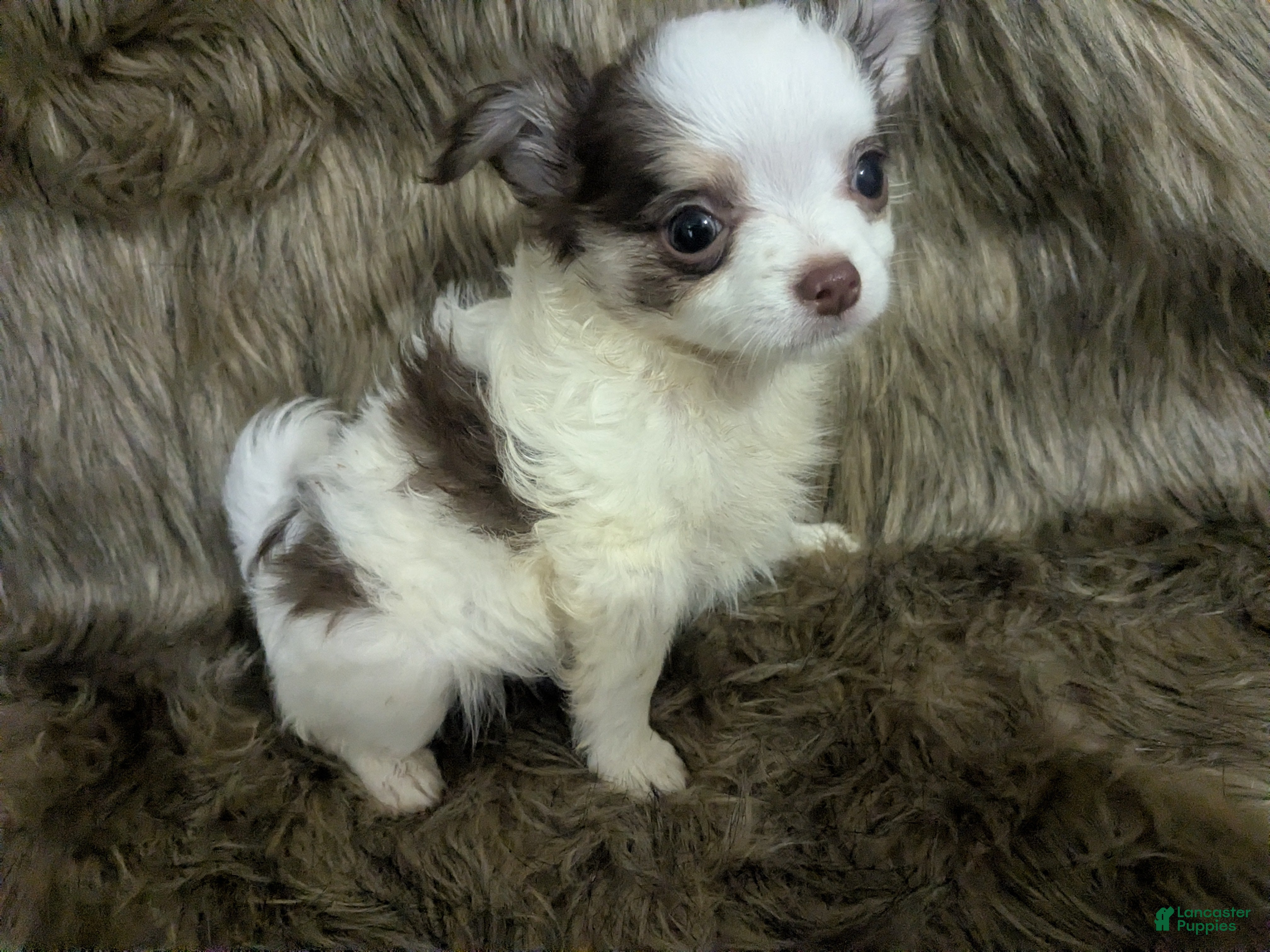 Chihuahua dogs Blue Green Eyed Prince LC Tiny  Male  - Ad 5