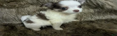 Blue Green Eyed Prince LC Tiny  Male 