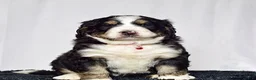 Bernedoodle dogs for sale: Mr. Sailor - Ad 9