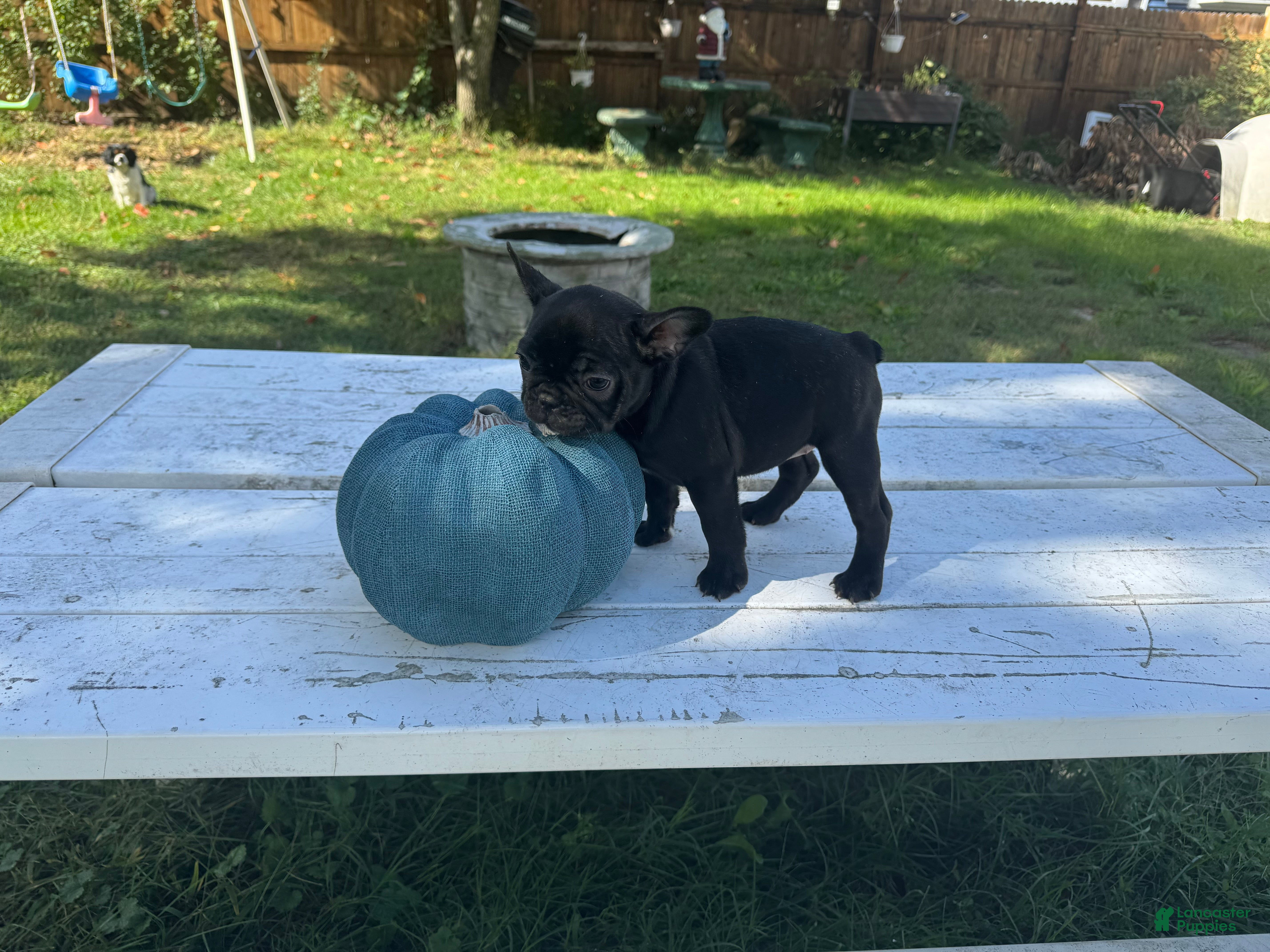 French Bulldog dogs Bella - Ad 1