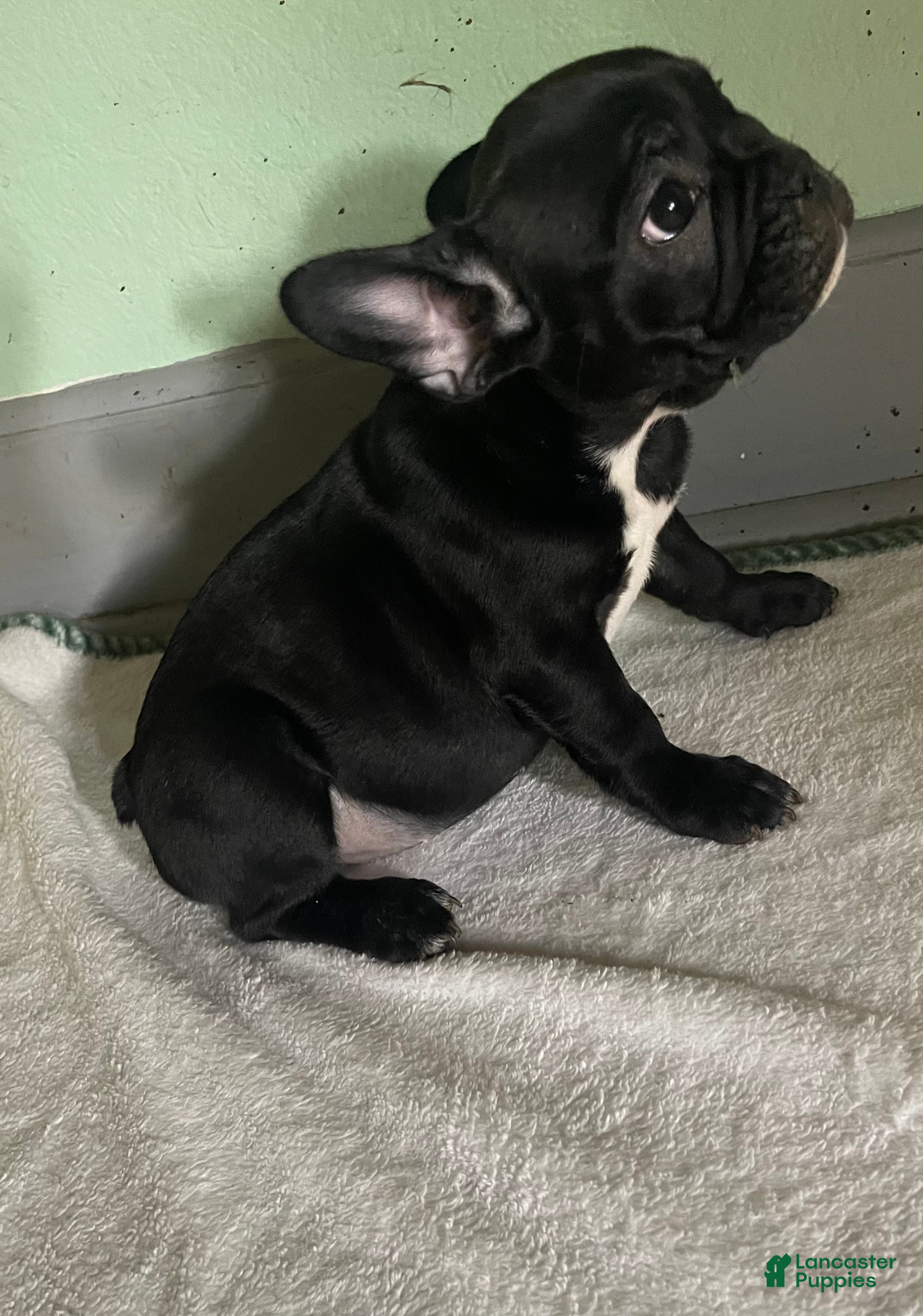 French Bulldog dogs for sale: NATALIA - Ad 2