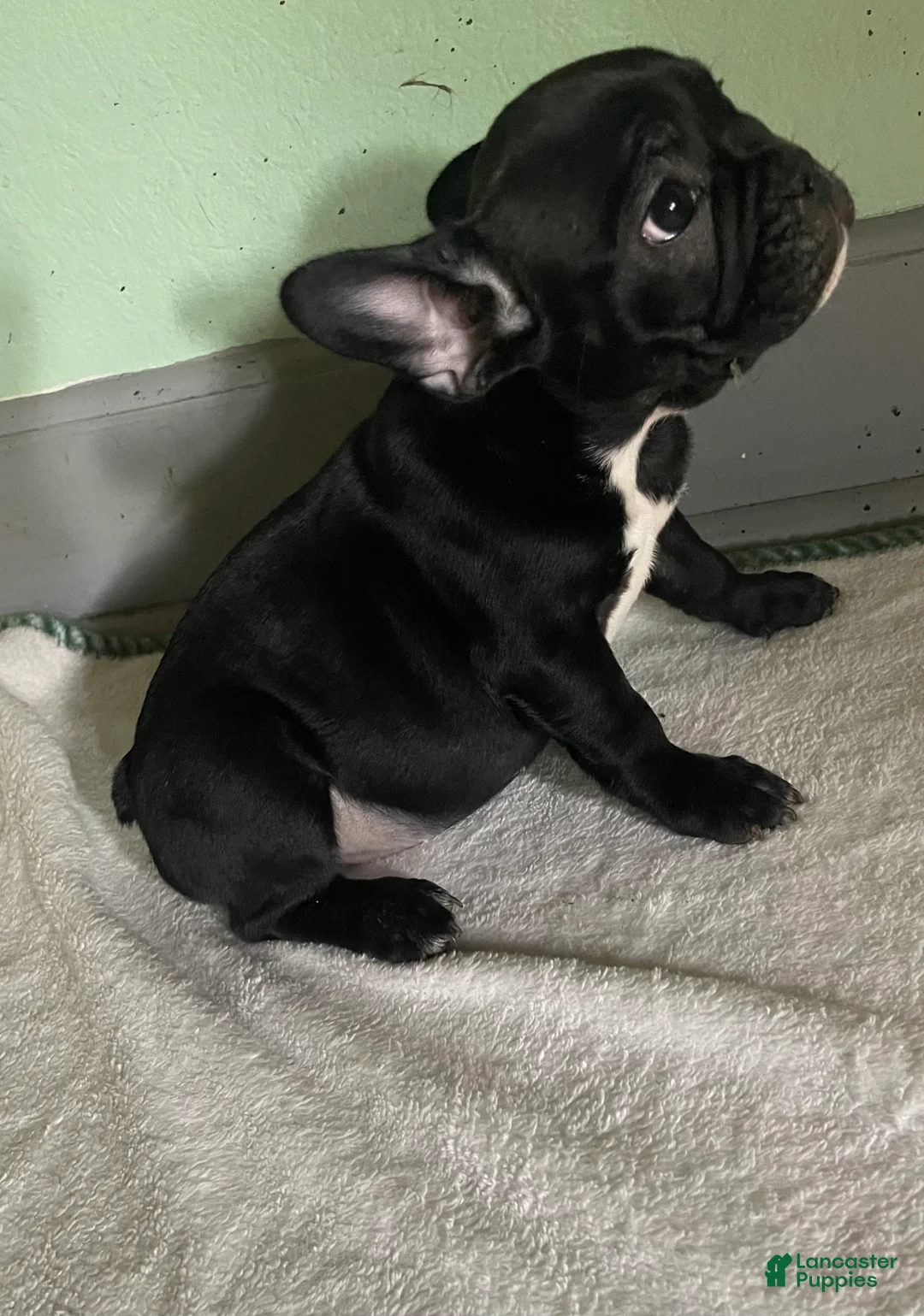 French Bulldog dogs for sale: NATALIA - Ad 1
