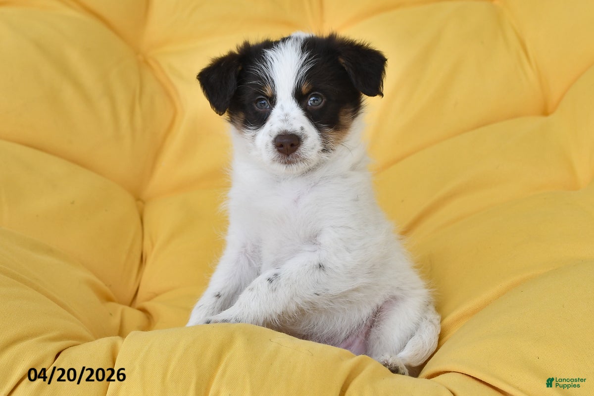 Mixed Breed dogs Dale - Ad 1