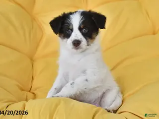 Mixed Breed dogs for sale: Dale - Ad 2