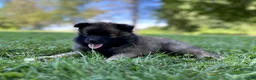 Pomeranian dogs for sale: Terry - Ad 3