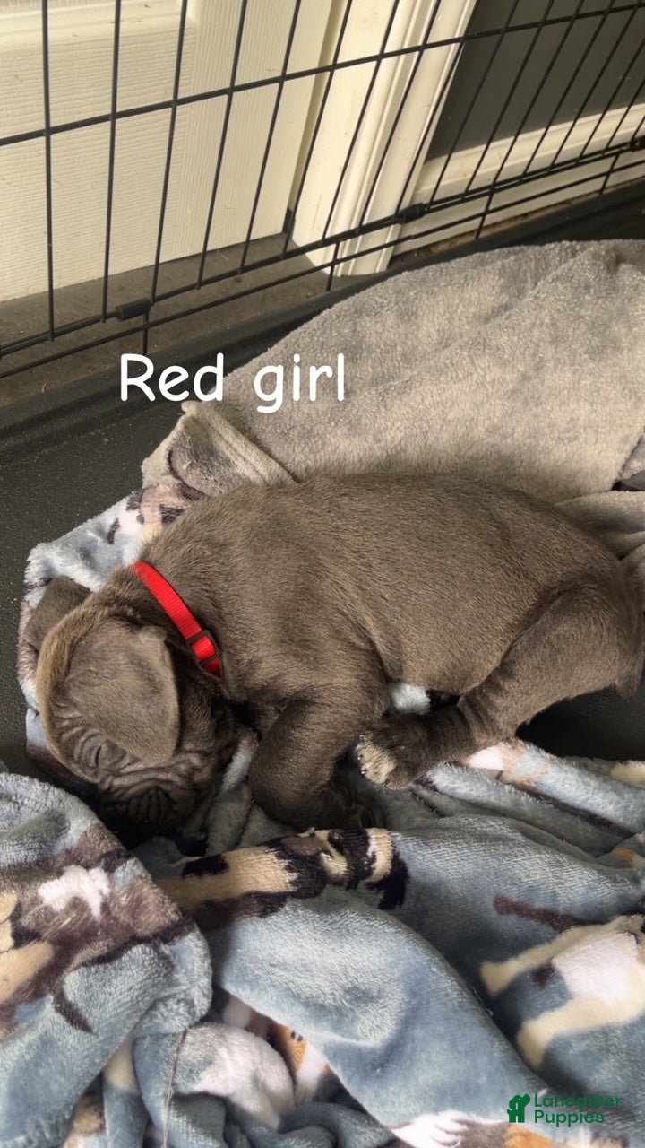Cane Corso dogs Cane Corso Puppy 5 - Red Girl - Ad 1