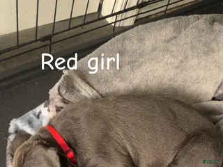 Cane Corso dogs for sale: Cane Corso Puppy 5 - Red Girl - Ad 3