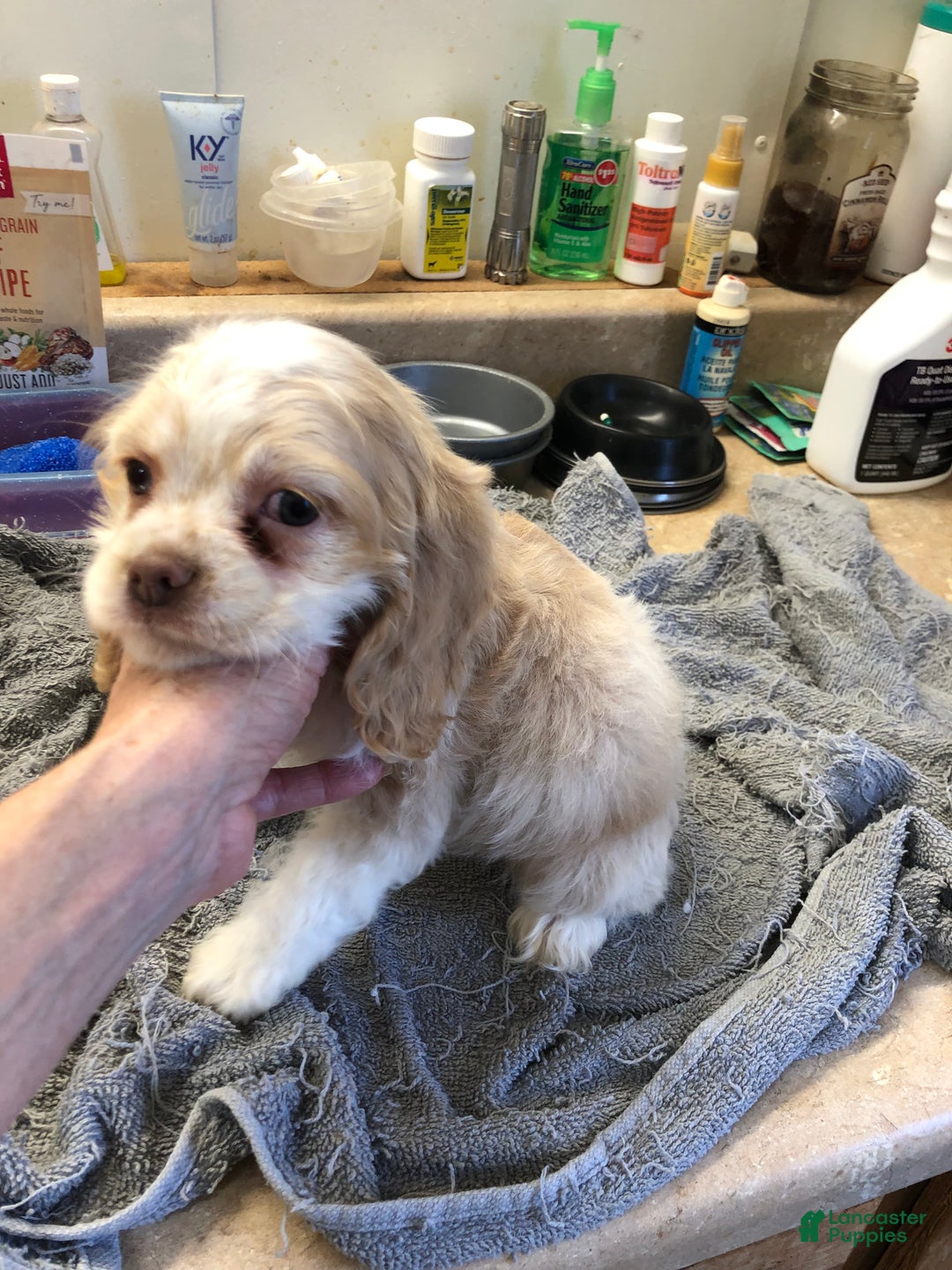 Cocker Spaniel dogs for sale: Vet checked perfect  - Ad 14