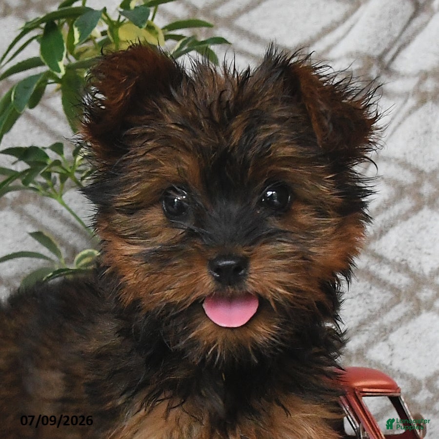Yorkshire Terrier dogs Violet - Ad 2