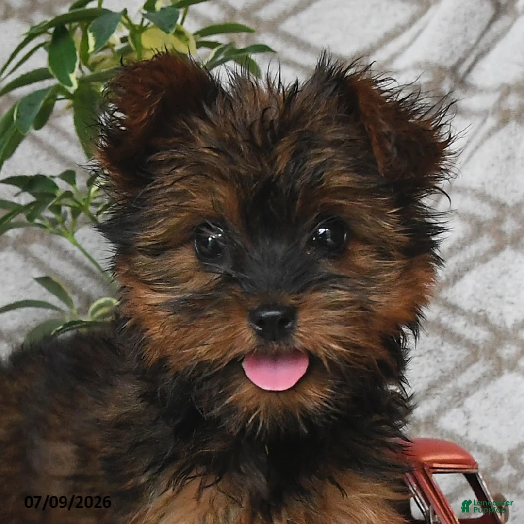 Yorkshire Terrier dogs for sale: Violet - Ad 2