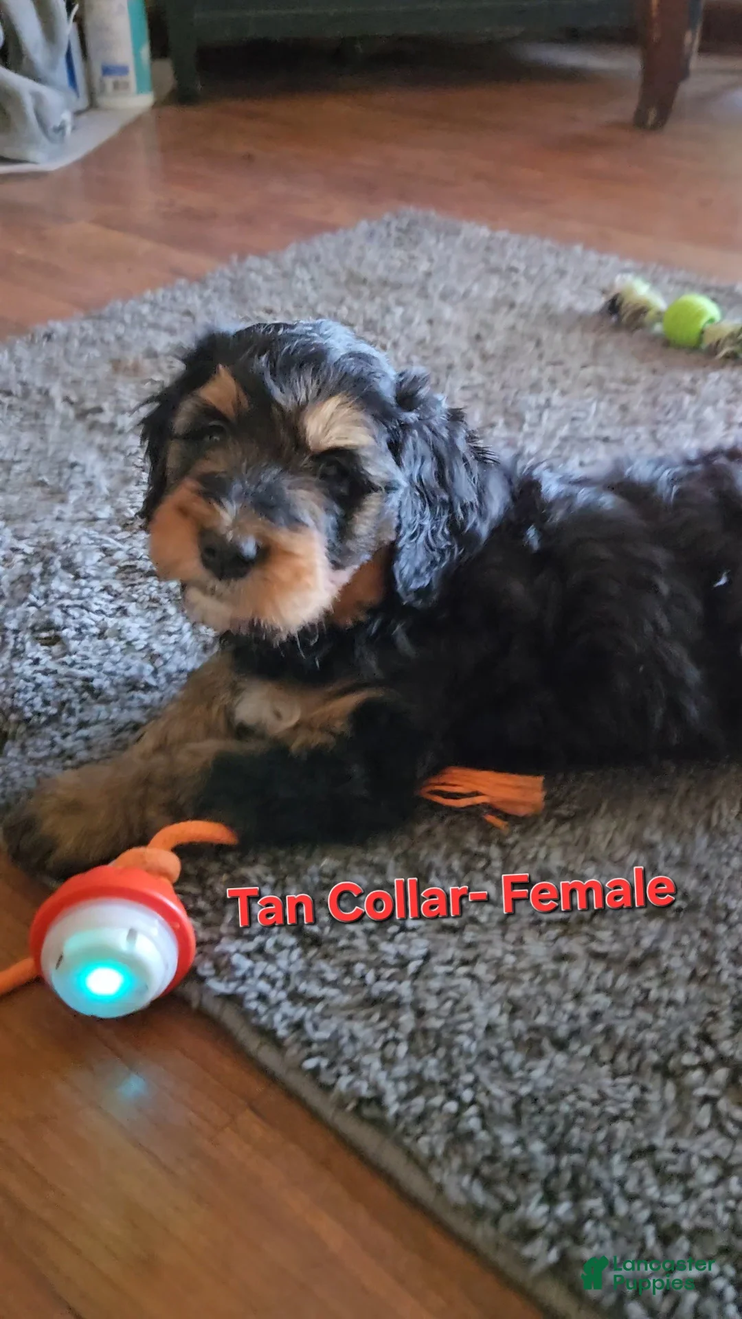 Bernedoodle dogs for sale: Bernedoodle 7 Tan Collar - Ad 1