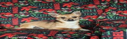 Chihuahua dogs for sale: Frisky - Ad 2
