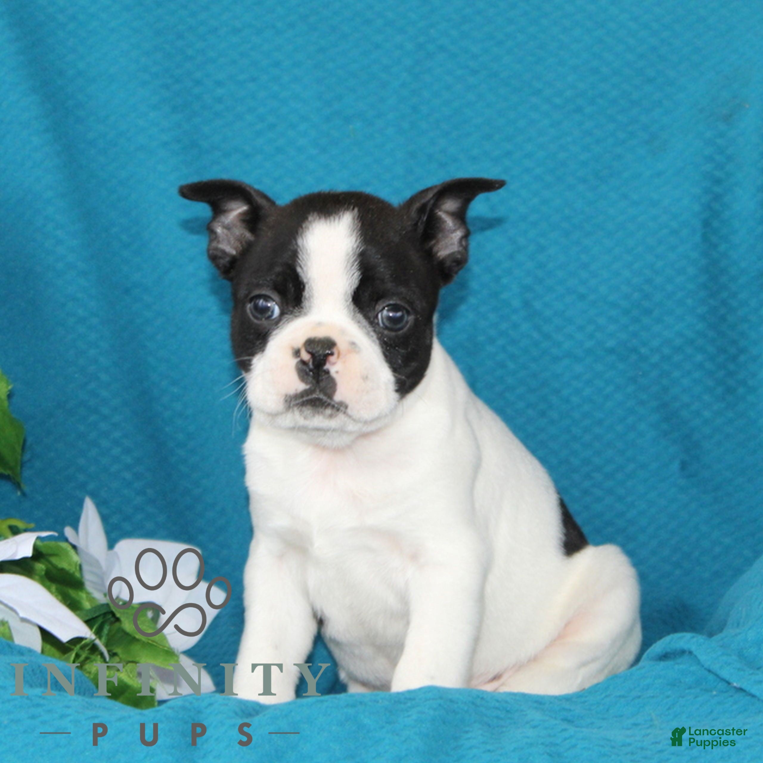 Boston Terrier dogs for sale: Aztec  - Ad 1