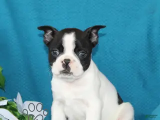 Boston Terrier dogs for sale: Aztec - Ad 1