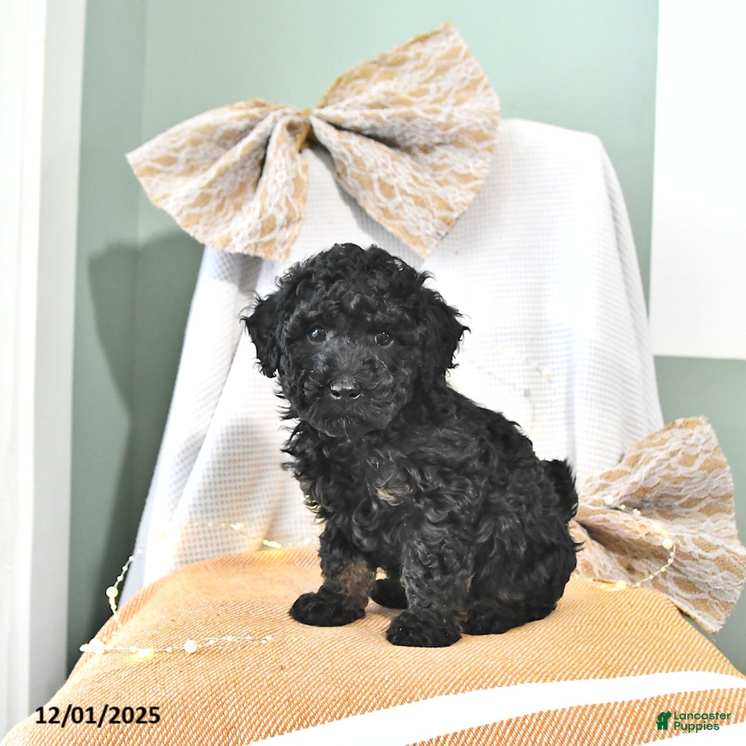 Miniature Poodle dogs for sale: Alvin - Ad 4