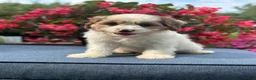 Cavapoo dogs for sale: Finn - Ad 5